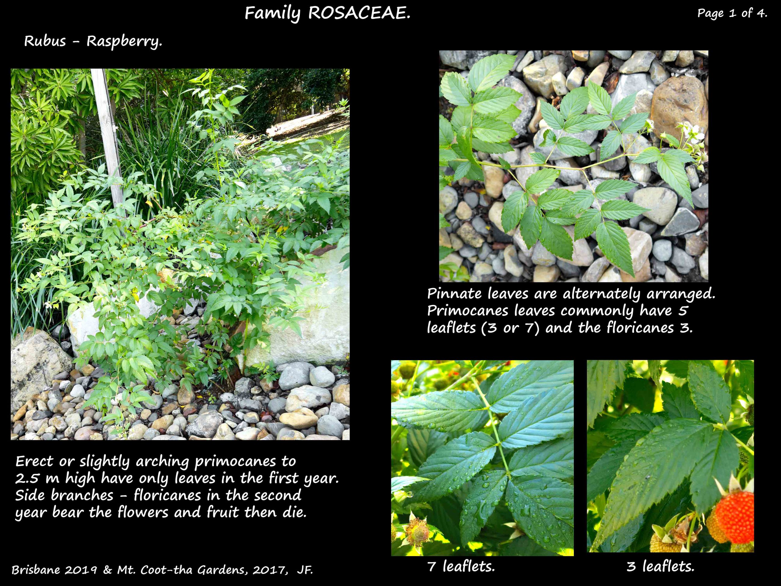 1 Raspberry vine & leaves